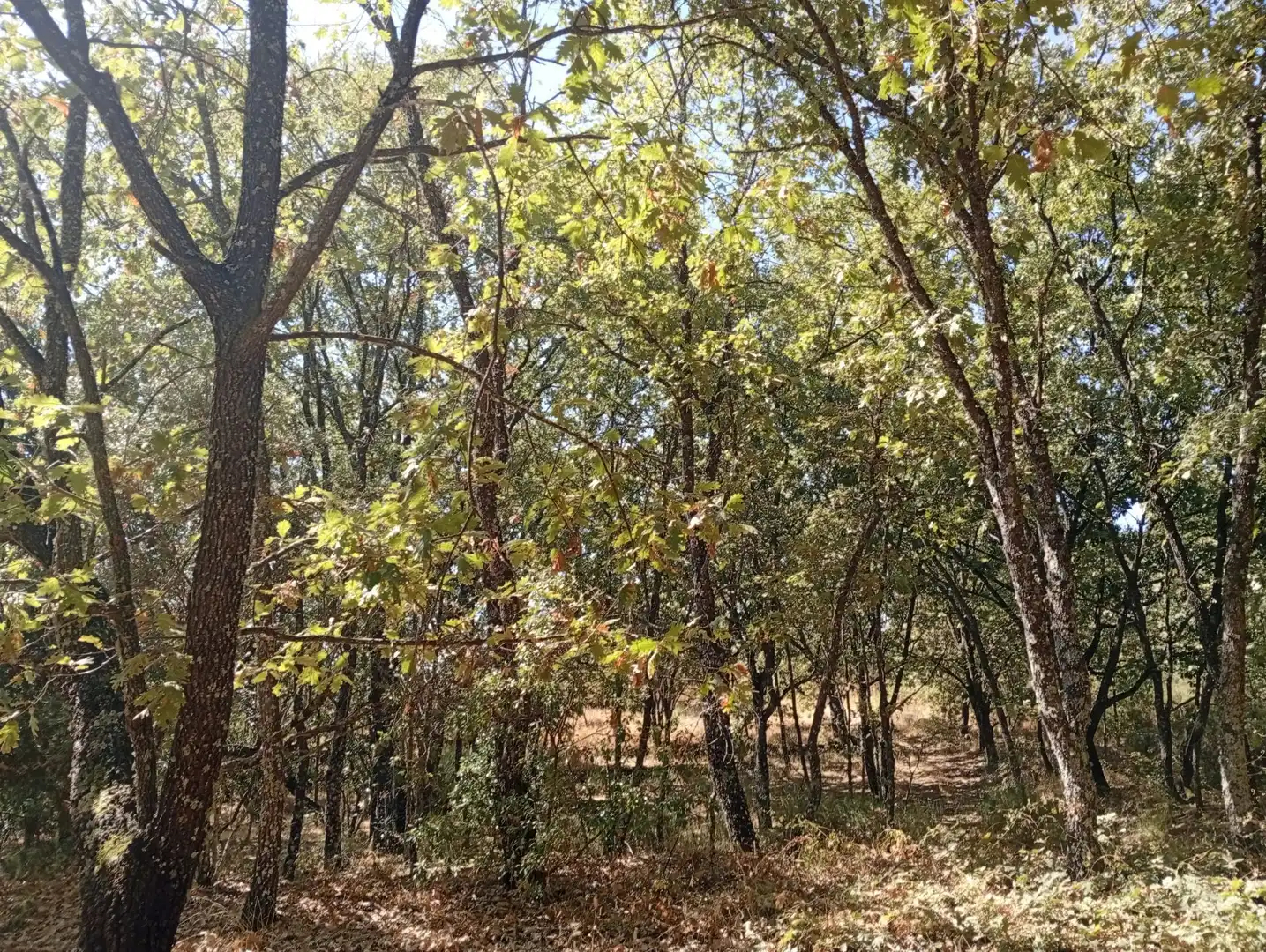 Terreni e lotti in vendita a Villanueva de la Vera, imagen 66