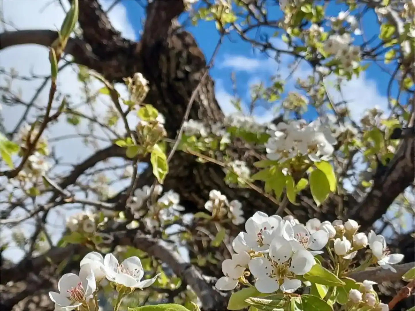 Jardín de Piso en venta en Carataunas con Piscina y Amueblado