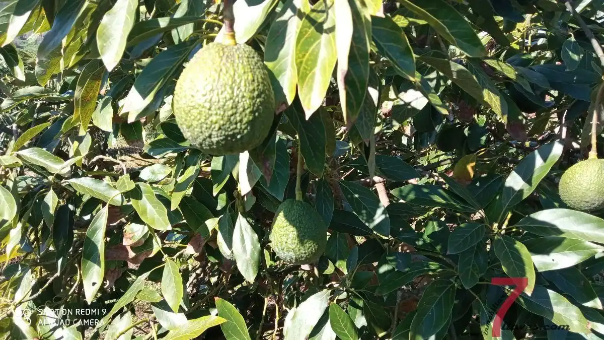 Jardí de Finca rústica en venda en Puntallana