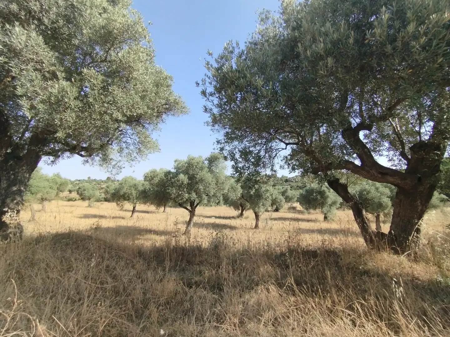 Terreni e lotti in vendita a Calaceite, imagen 4