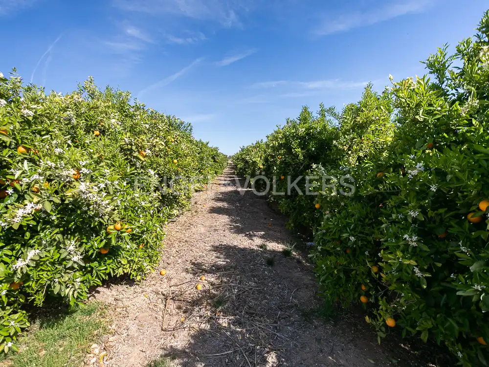 Terrenos y solares en venta en Pedralba, imagen 5
