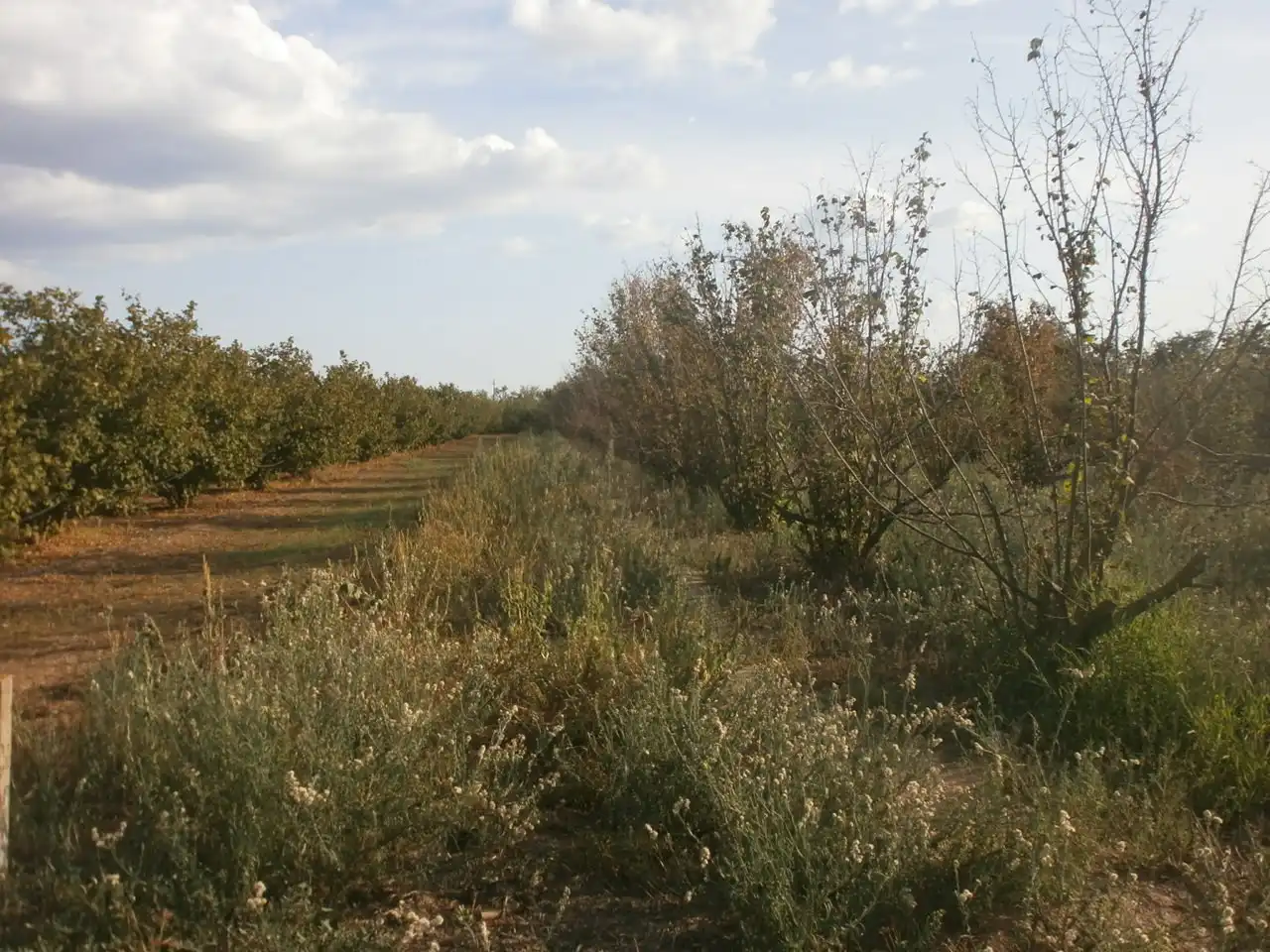 Land for sale in El Rourell