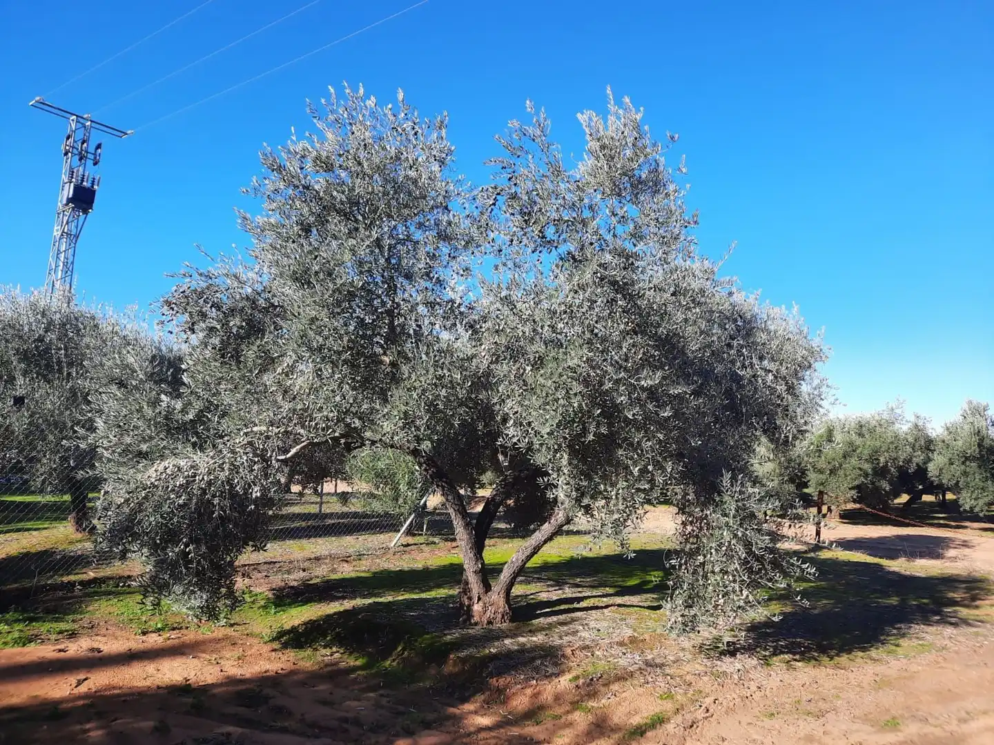 Terreni e lotti in vendita a Bailén, imagen 16