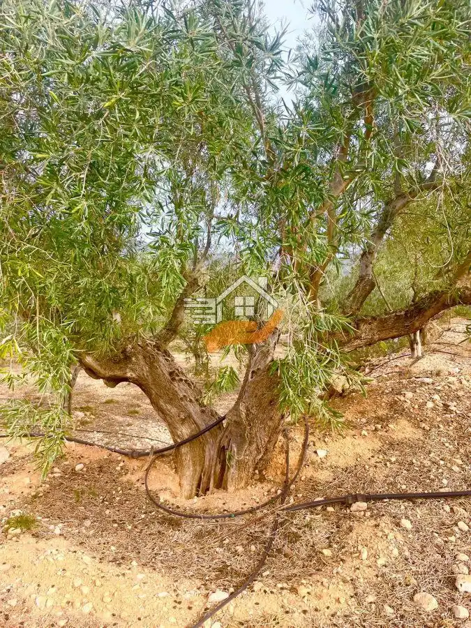 Grundstücke und Bauplätze zum Verkauf in Abanilla, imagen 10
