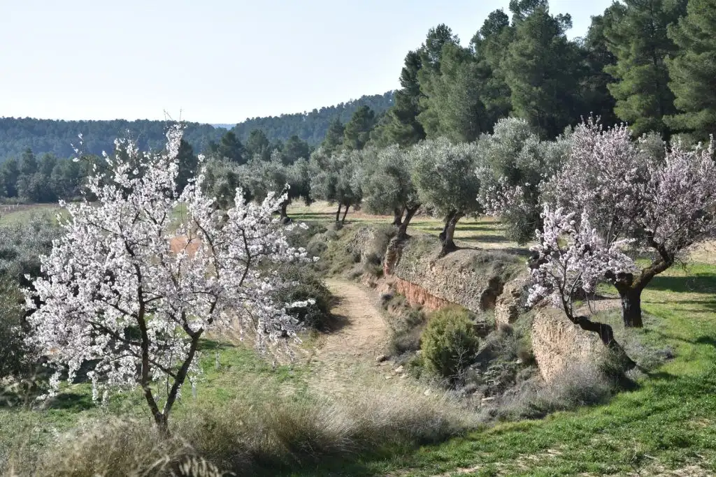 Garden of Country homes for sale in La Fresneda