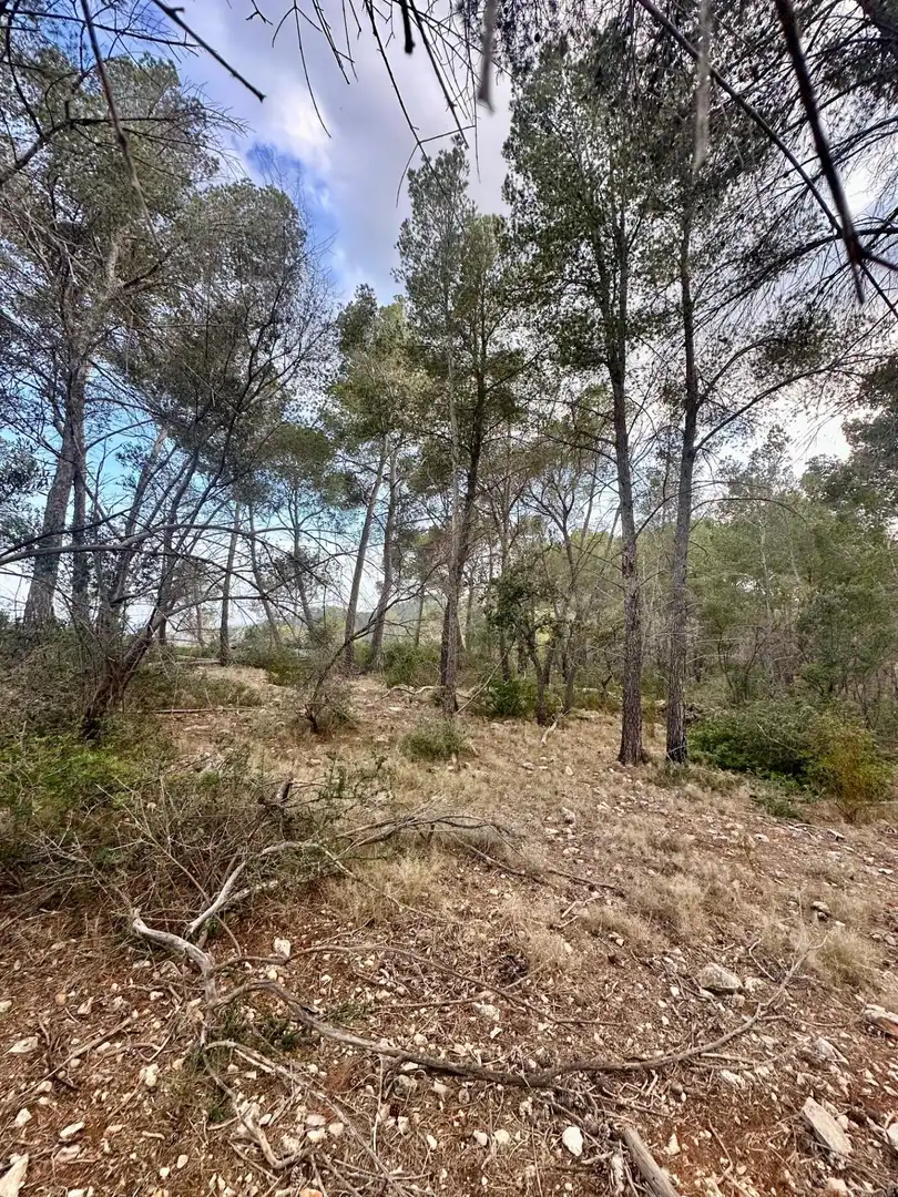 Grundstücke zum Verkauf in S'Arracó