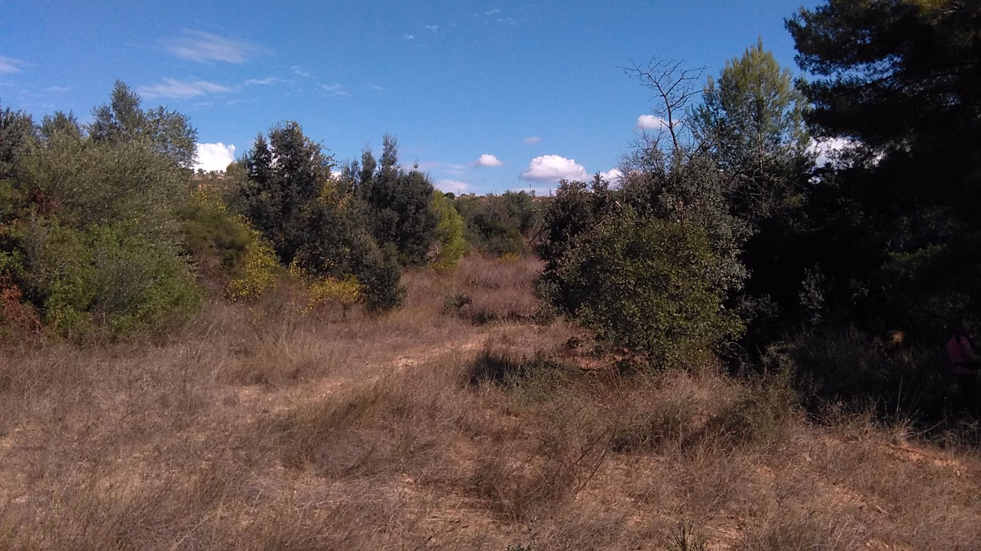 Land for sale in Els Guiamets
