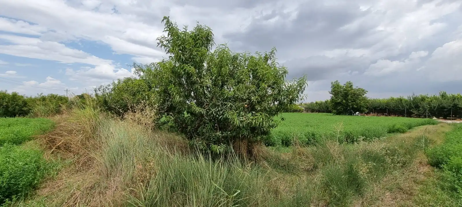 Terreny rústic en venda a Paraje Pullas, las, imagen 11