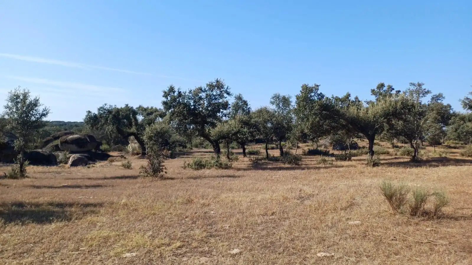 Land for sale in Santibáñez el Bajo