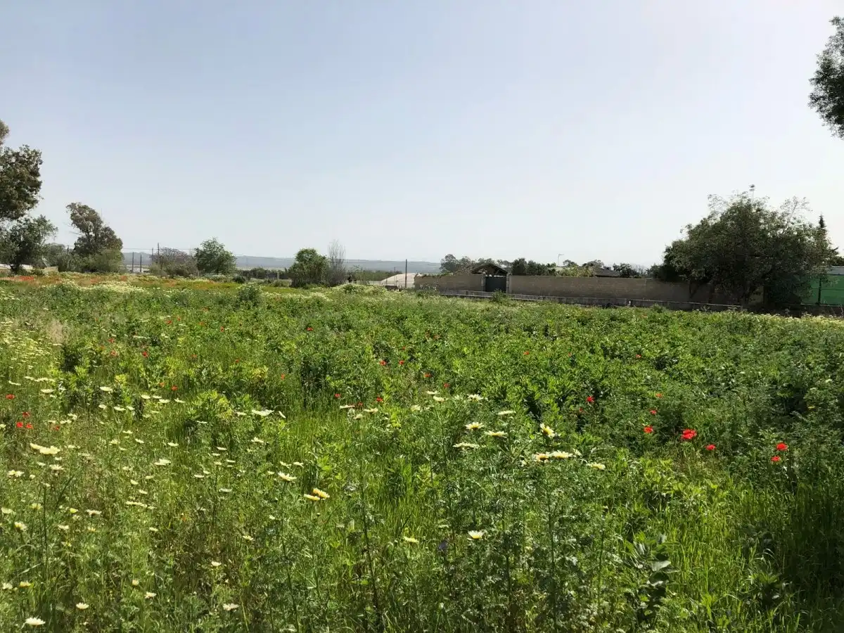 Terreni e lotti in vendita a Barbate ciudad, imagen 14