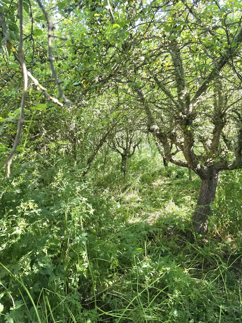 Casa o xalet en venda en Cervera de Pisuerga amb Calefacció i Jardí privat