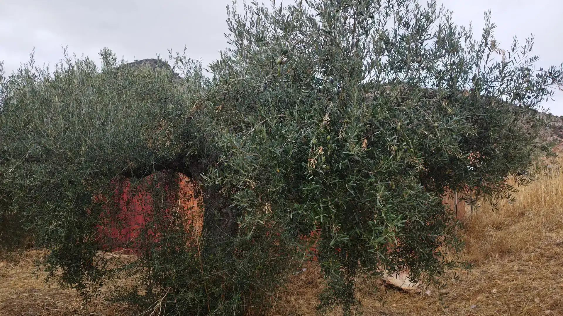 Planta baixa en venda en Benquerencia de la Serena amb Traster
