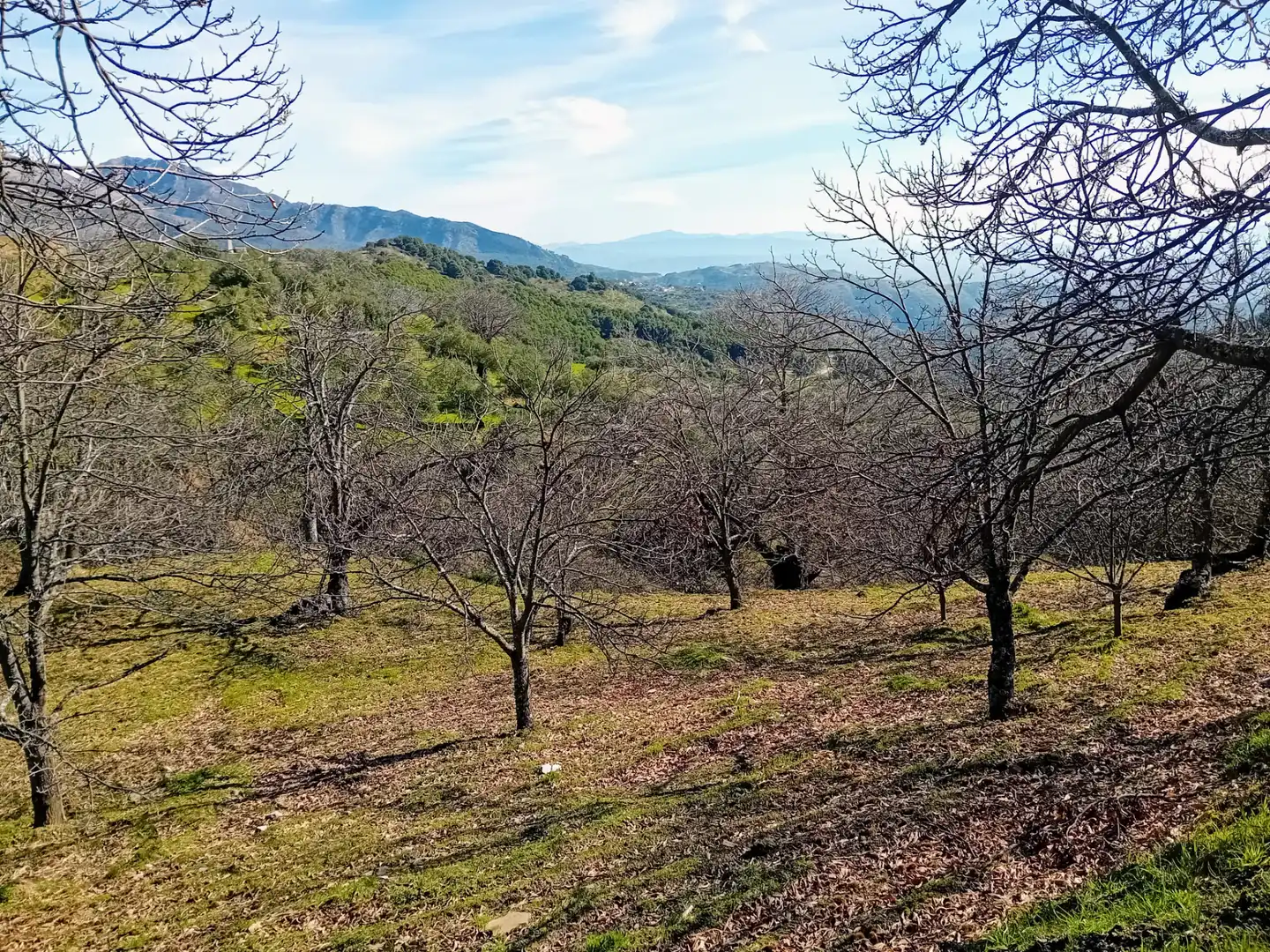 Land for sale in Yunquera