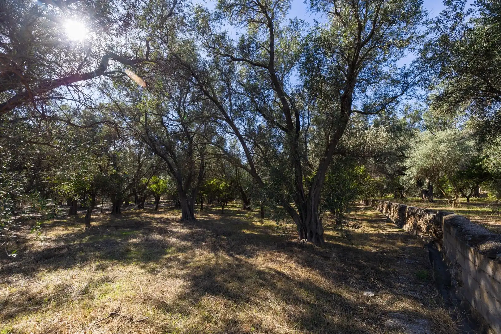 Land for sale in Lecrín