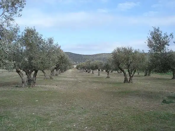 Terreno rustico in vendita a Lg Las Cortinas, imagen 6