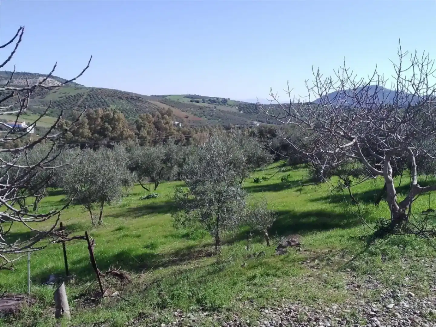Finca rústica en venda en Coín, Málaga