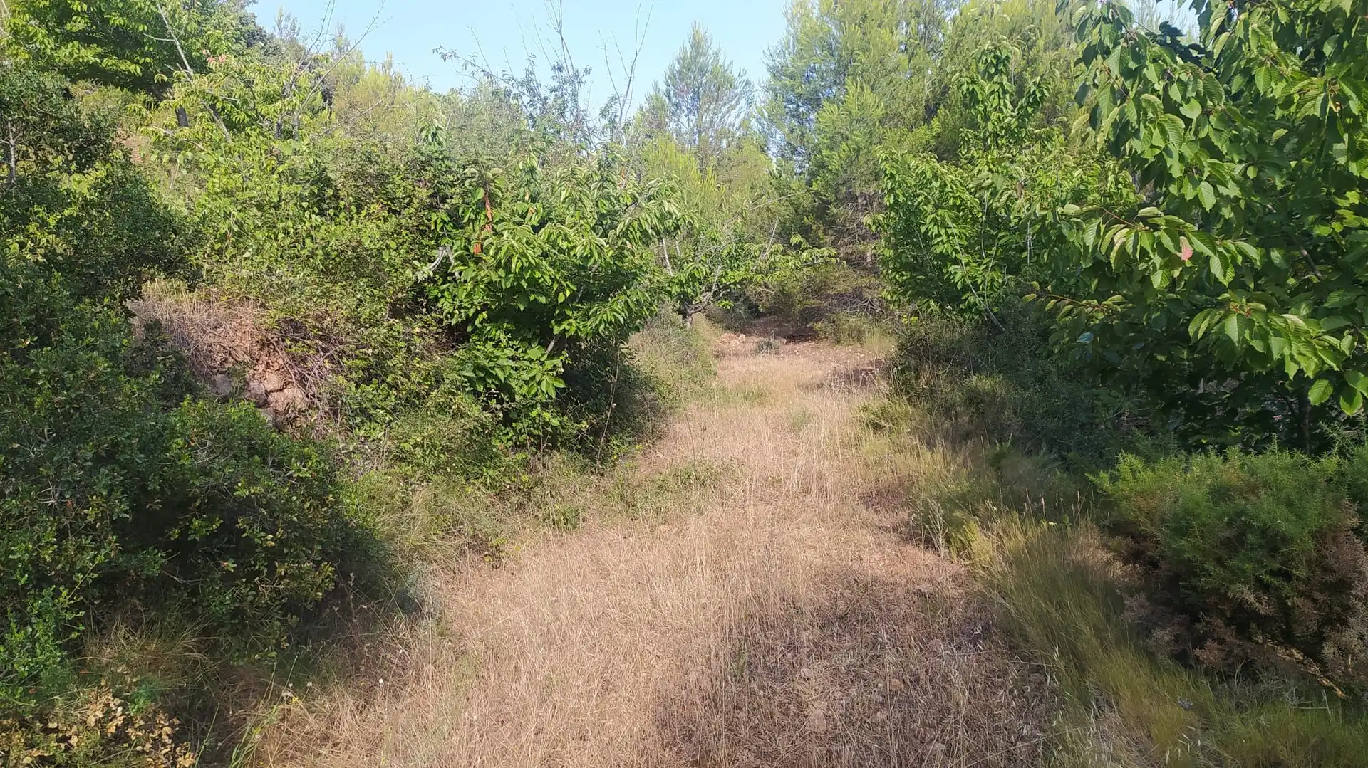 Residential land for sale in Gátova, imagen 4