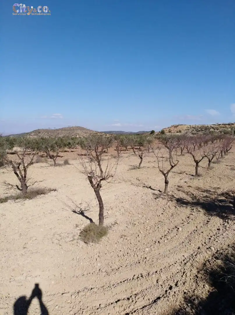 Terrenys i solars en venda a Bullas, imagen 4