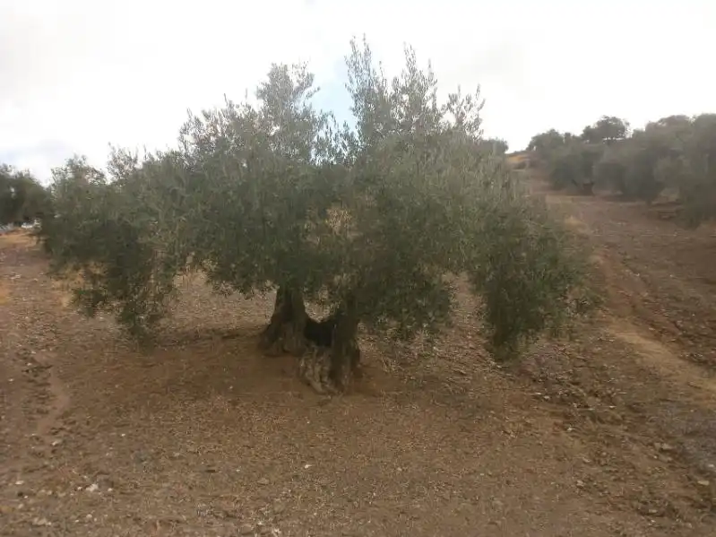 Terreni e lotti in vendita a Navas de San Juan, imagen 6