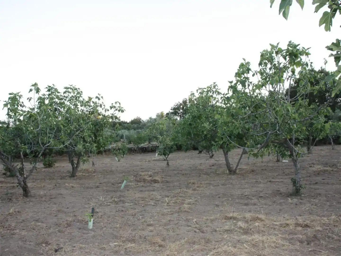 Finca rústica en venta en Losar de la Vera
