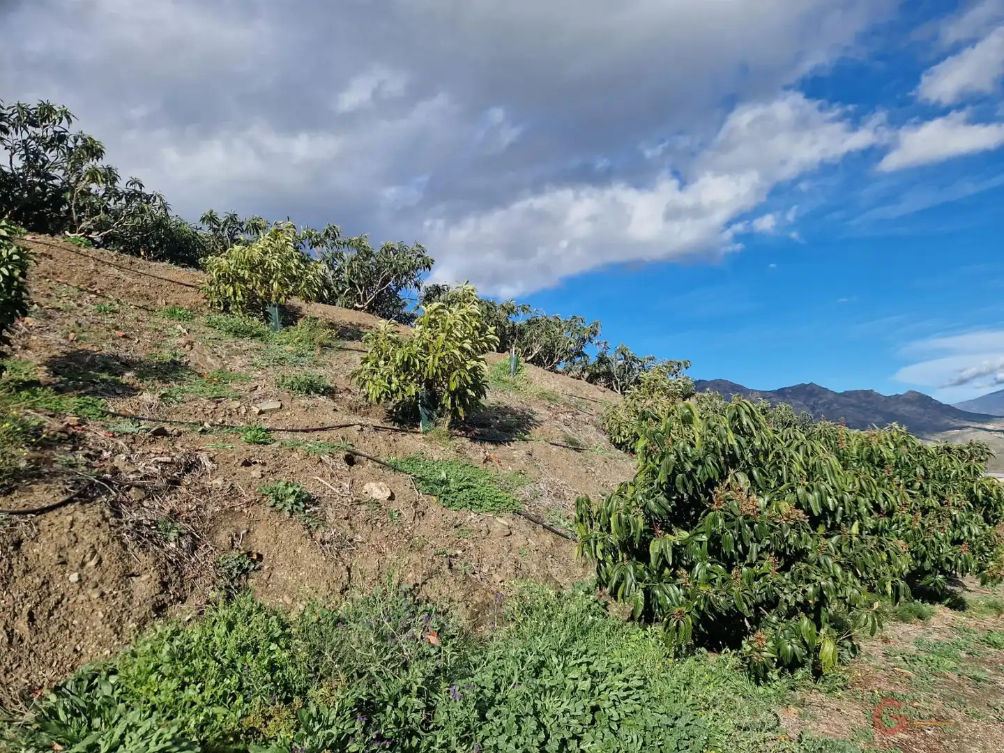 Finca rústica en venda a Ítrabo