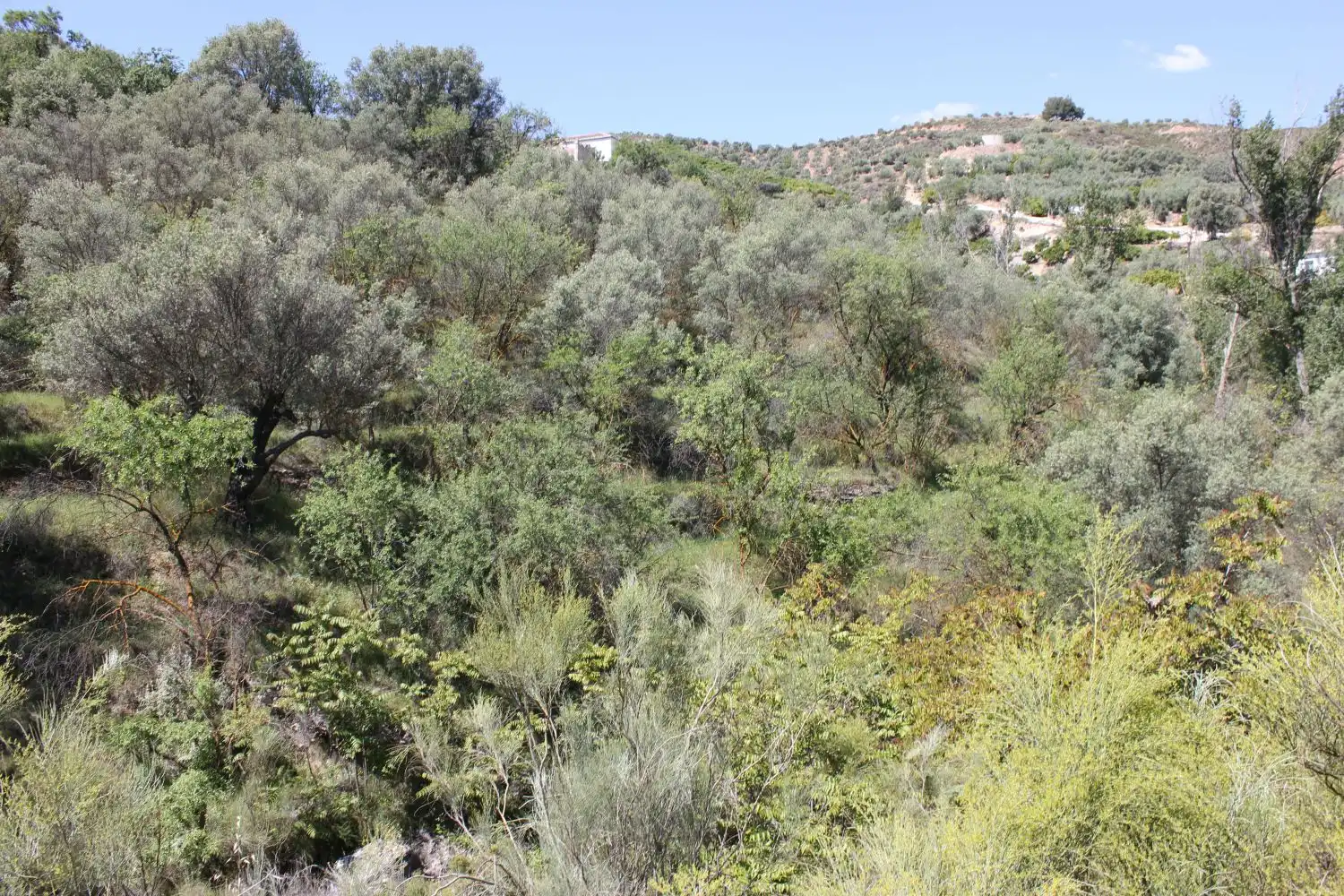 Terreni e lotti in vendita a andalucia, imagen 7