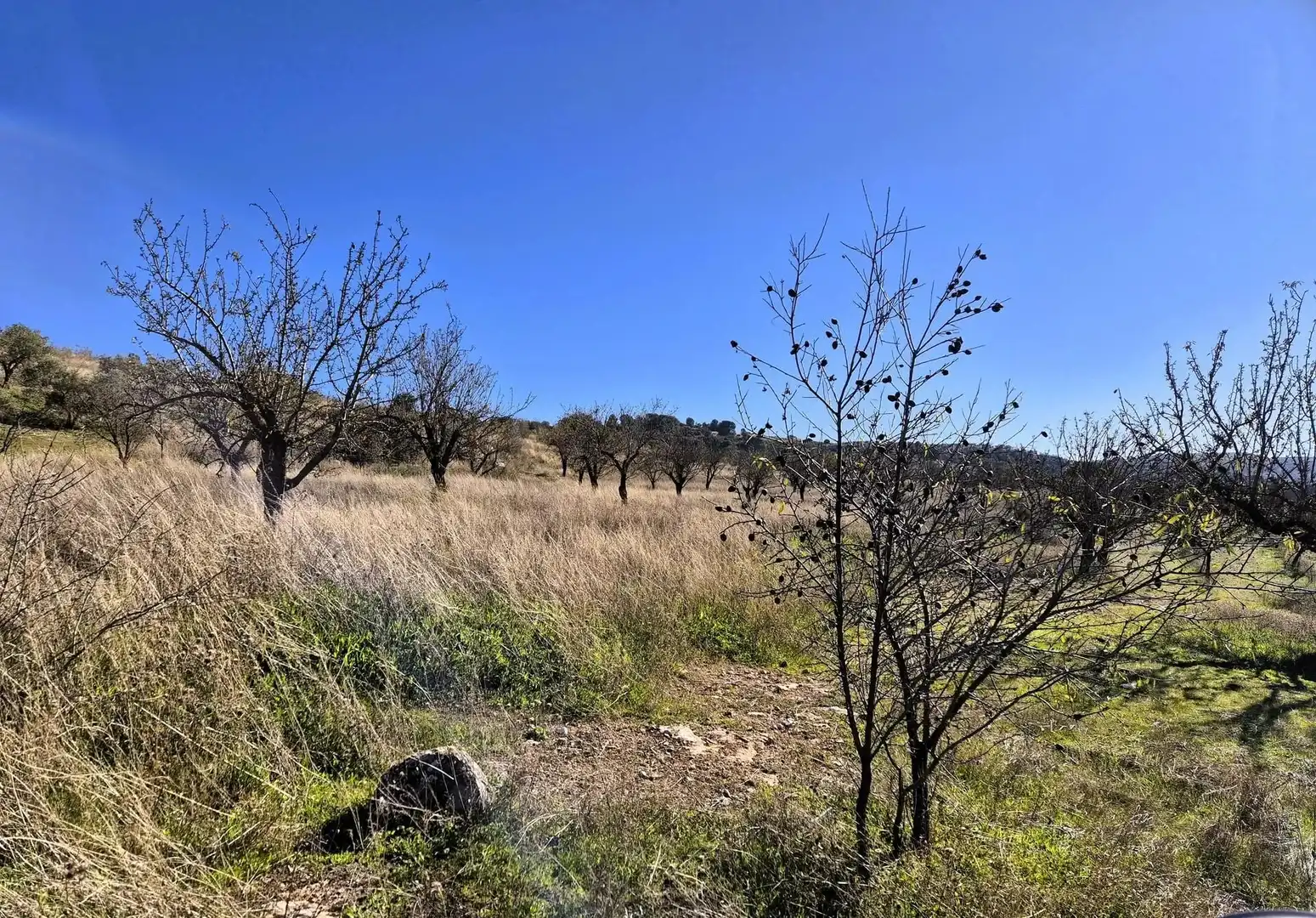 Rural land for sale in Alhama de Granada, imagen 14