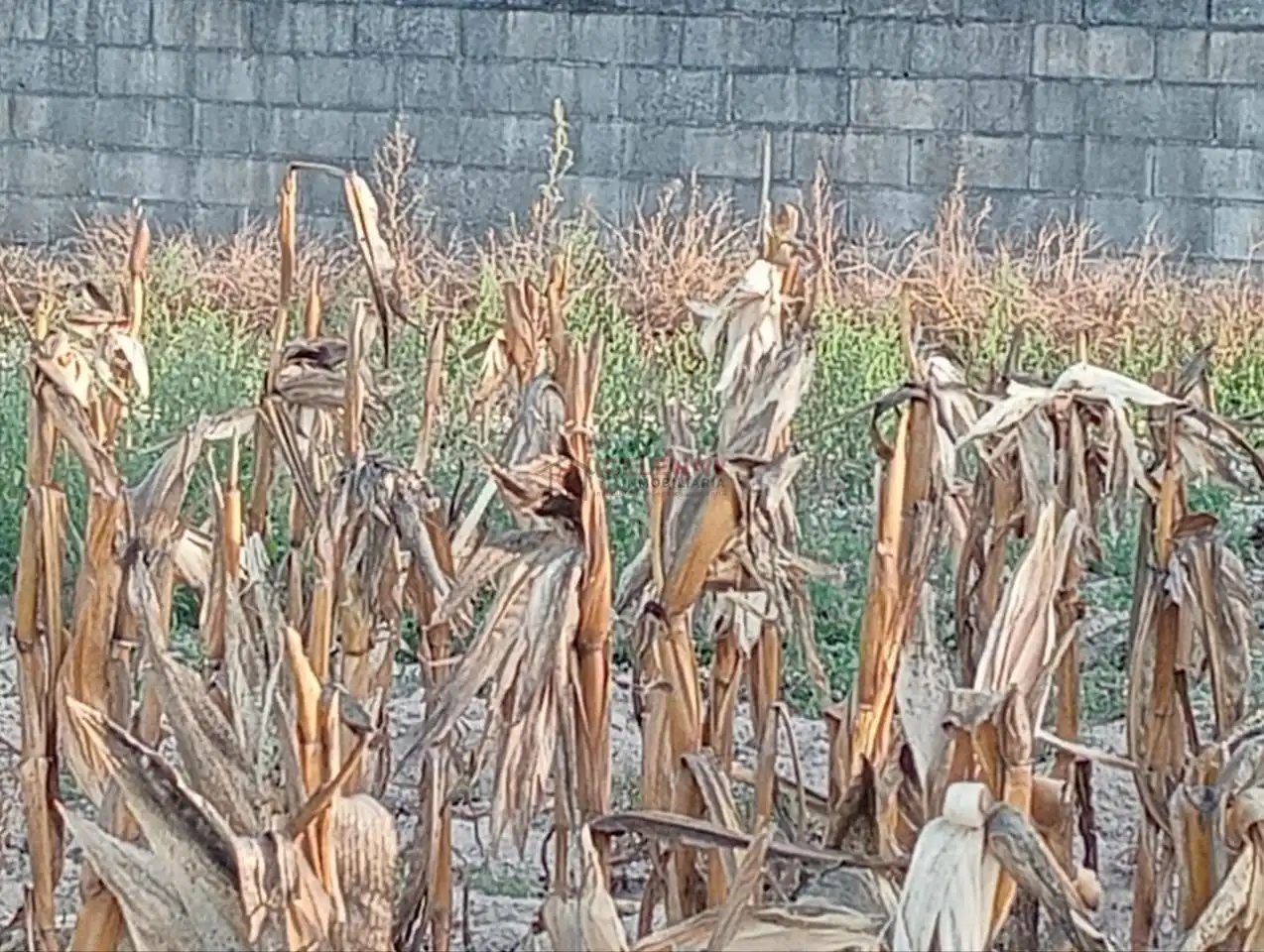 Terreni e lotti in vendita a Nogueira de Ramuín