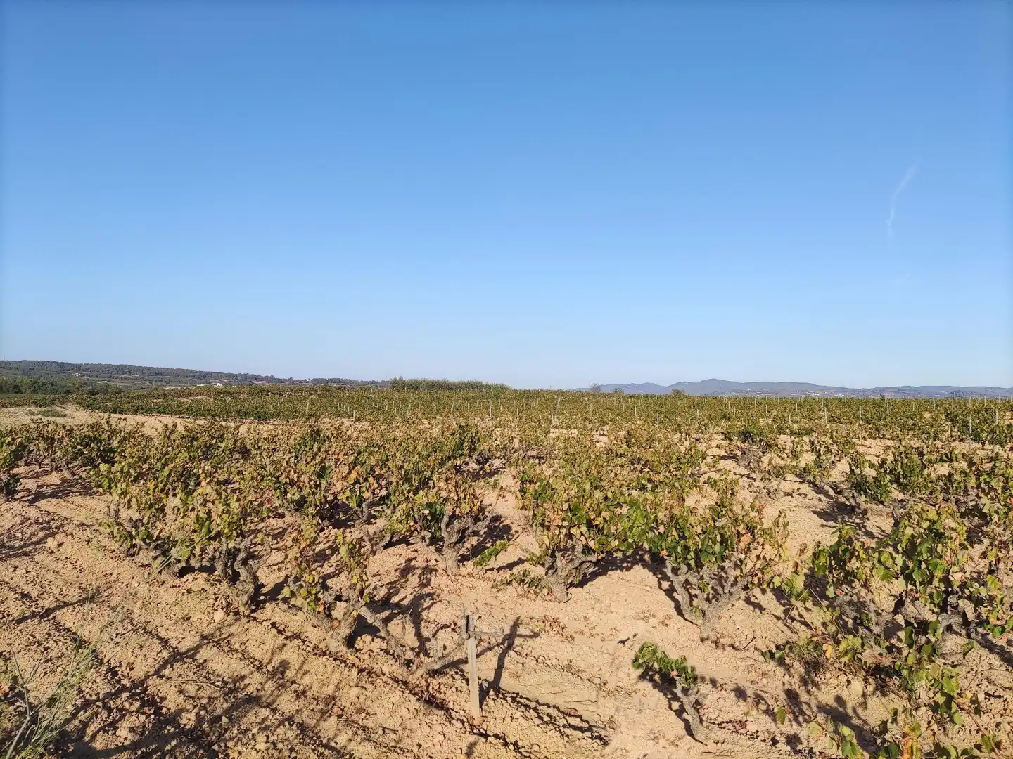 Residencial en venda a El Pla del Penedès