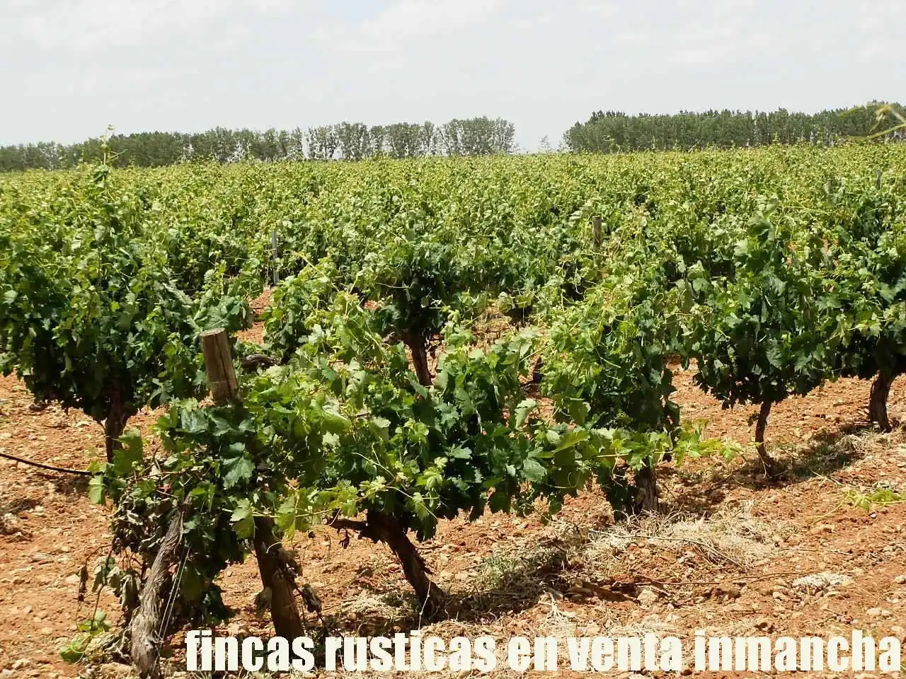 Terreni e lotti in vendita a Villarrobledo, imagen 10
