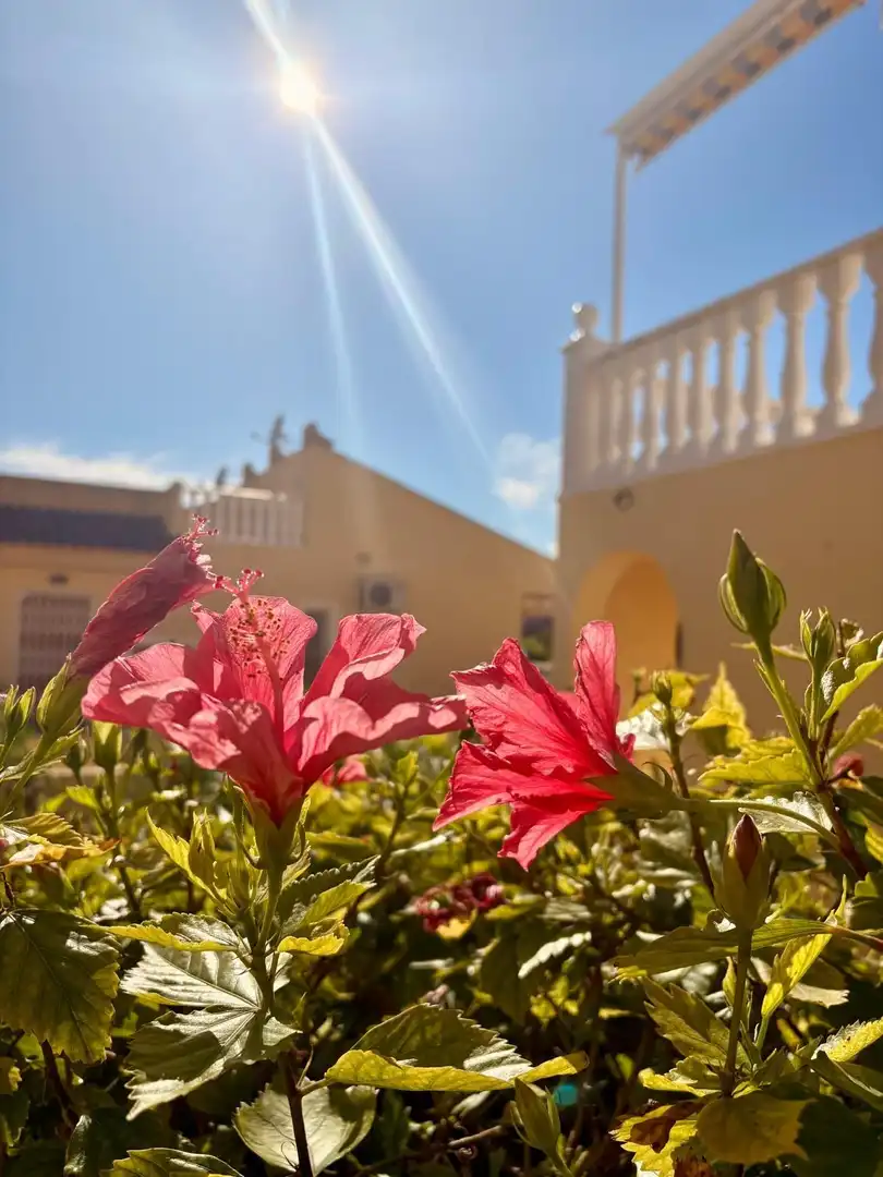 Vista exterior de Casa o chalet en venta en Benijófar con Aire acondicionado, Jardín privado y Terraza