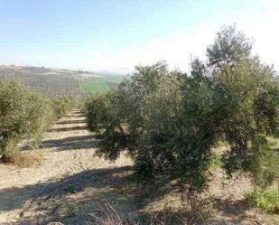 Land for sale in Linares