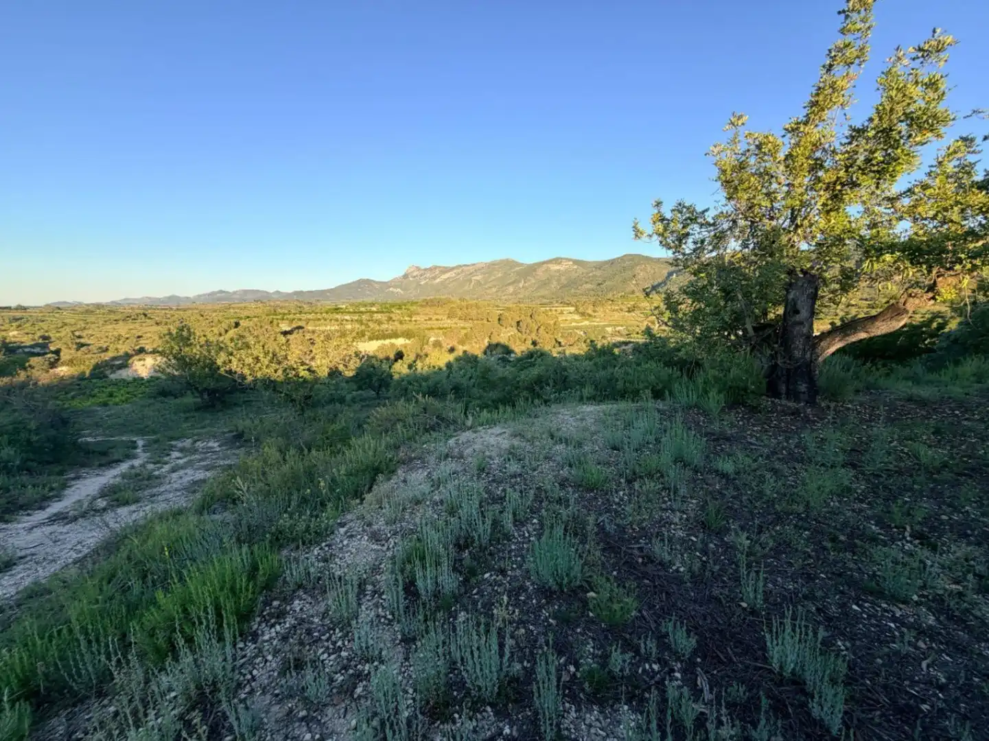 Terreny residencial en venda a El Juncal - Vallealto, imagen 18