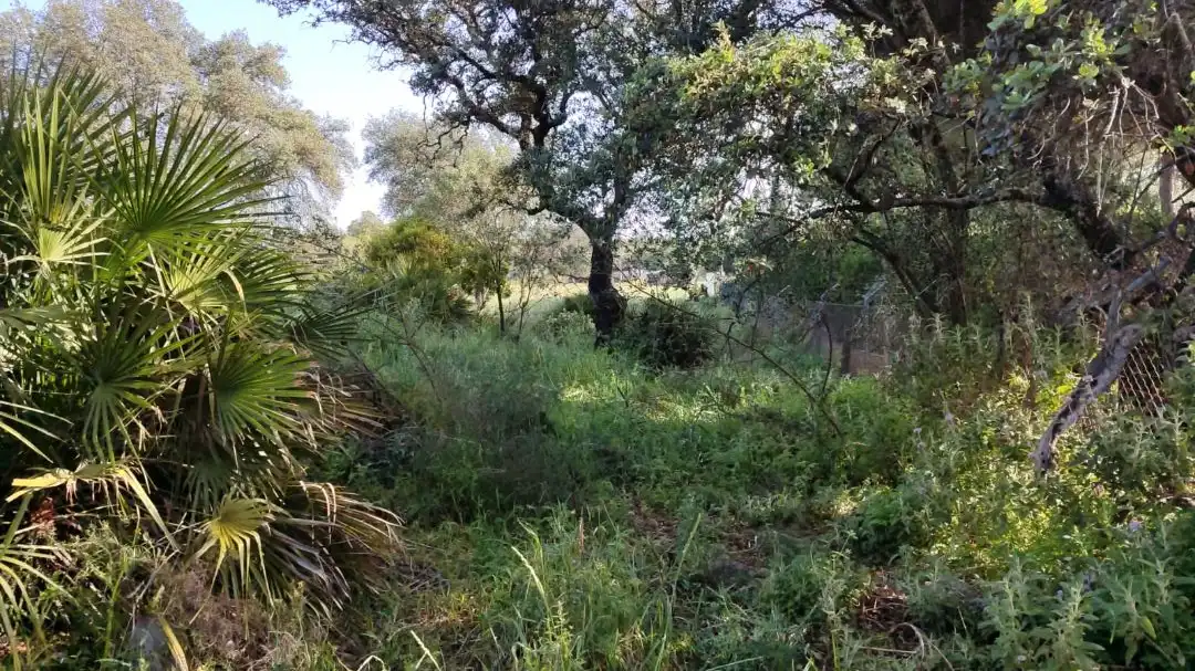 Terreno rustico in vendita a Castilblanco de los Arroyos, imagen 4