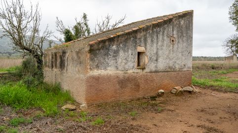 Finca rústica de olivos. Variedad arbequina., immagine 2
