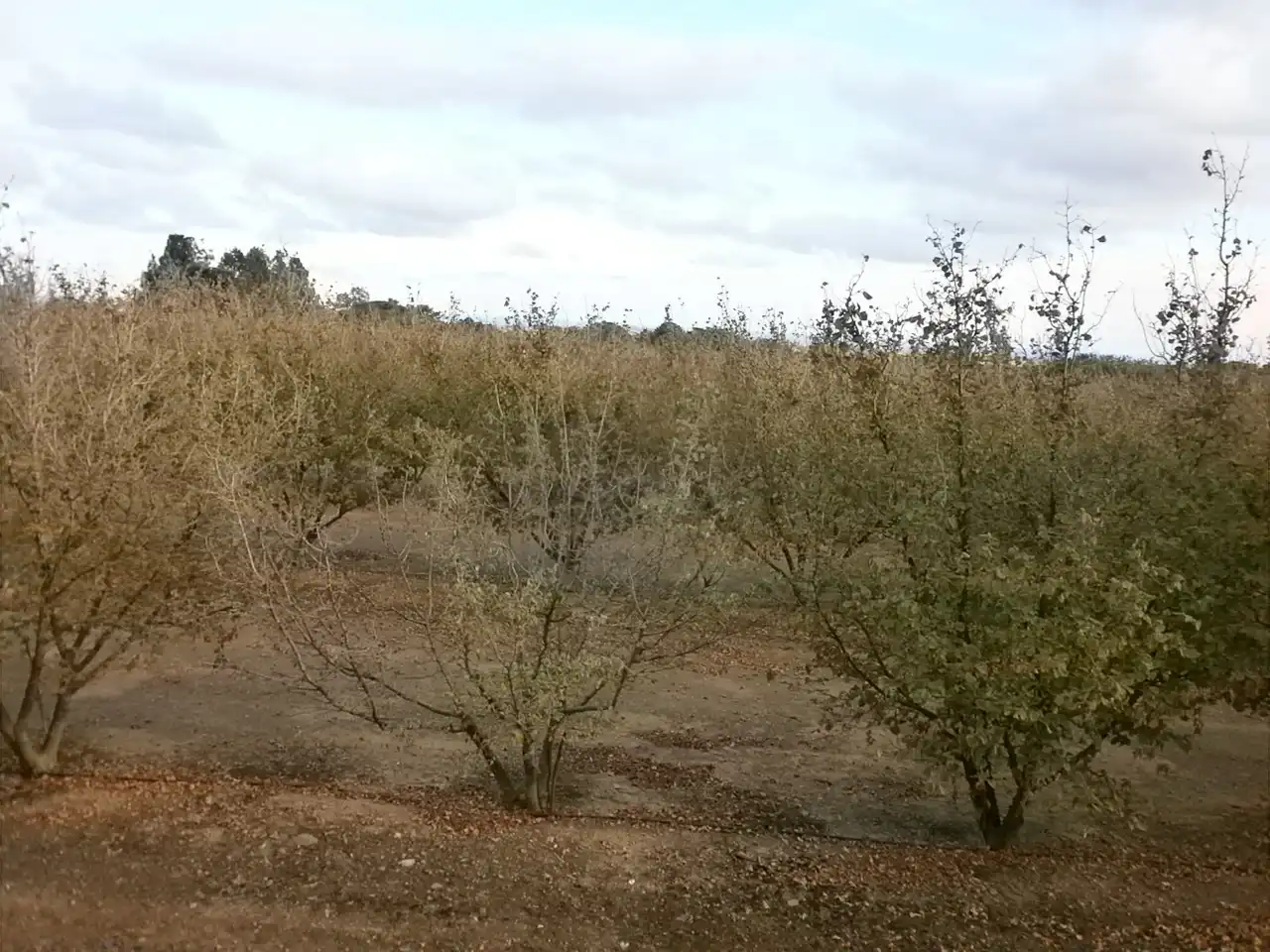 Rural land for sale in Carrer Pont del Cinto, imagen 26