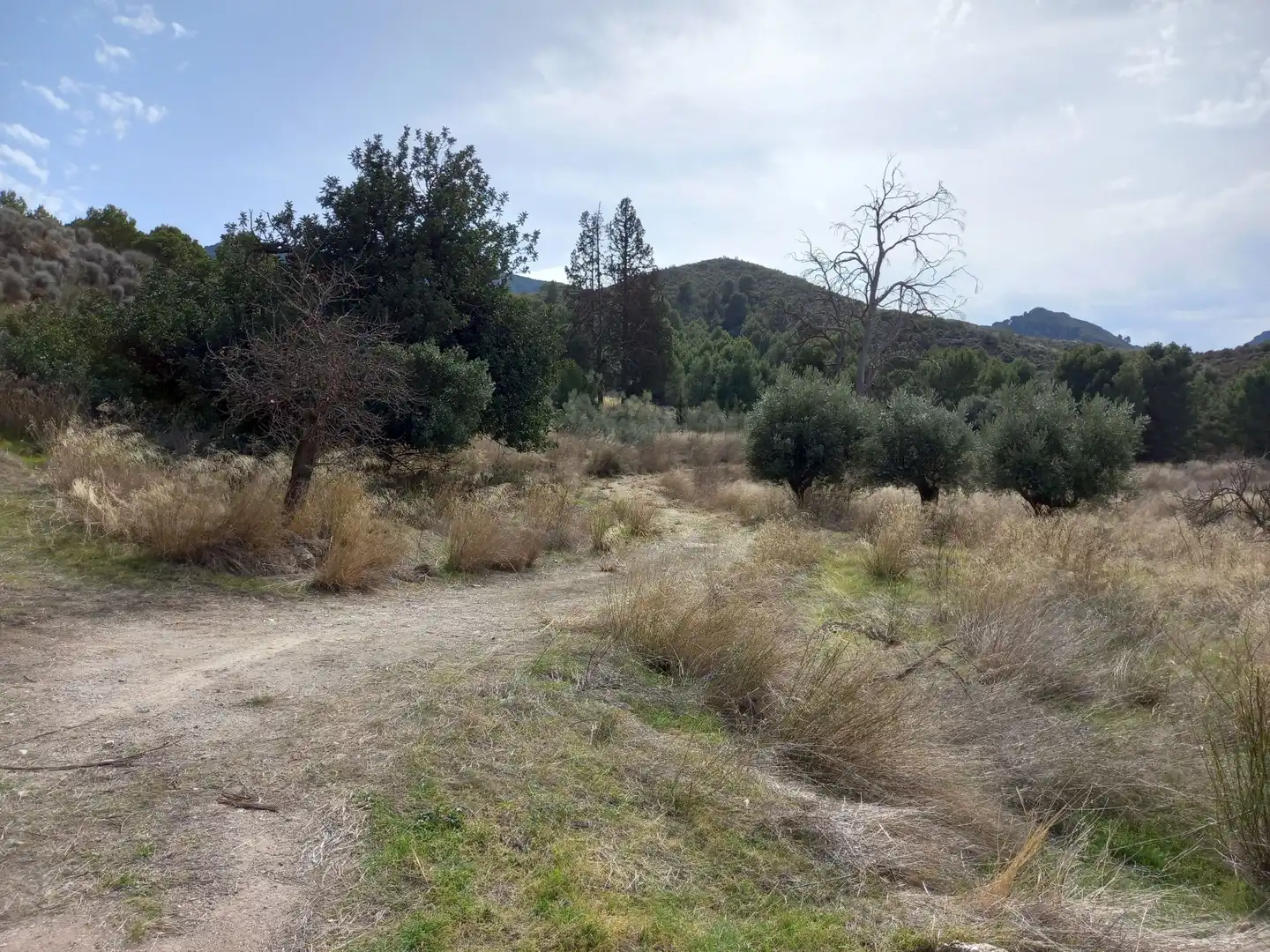 Terreno rustico in vendita a Pedanías Centro, imagen 5