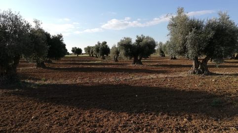 OFERTA DE OLIVAR  TRADICIONAL, immagine 4