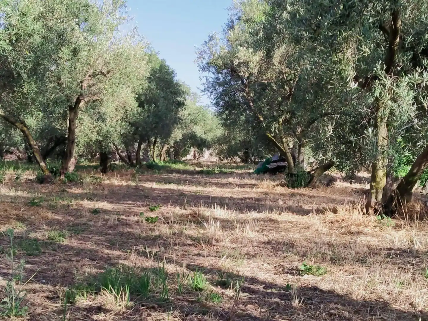 Lands and plots for sale in Nigüelas, imagen 3