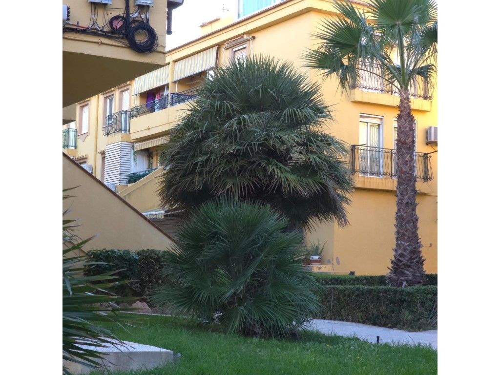 Exterior view of Attic for sale in Orihuela  with Private garden and Furnished