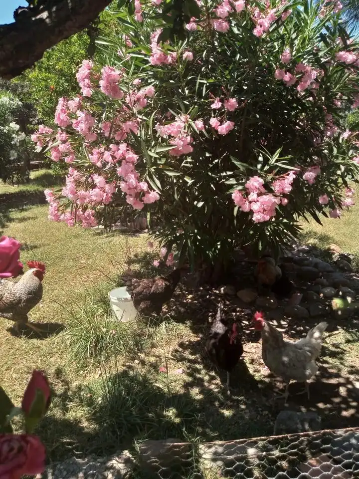 Garden of Houses for sale in Coria