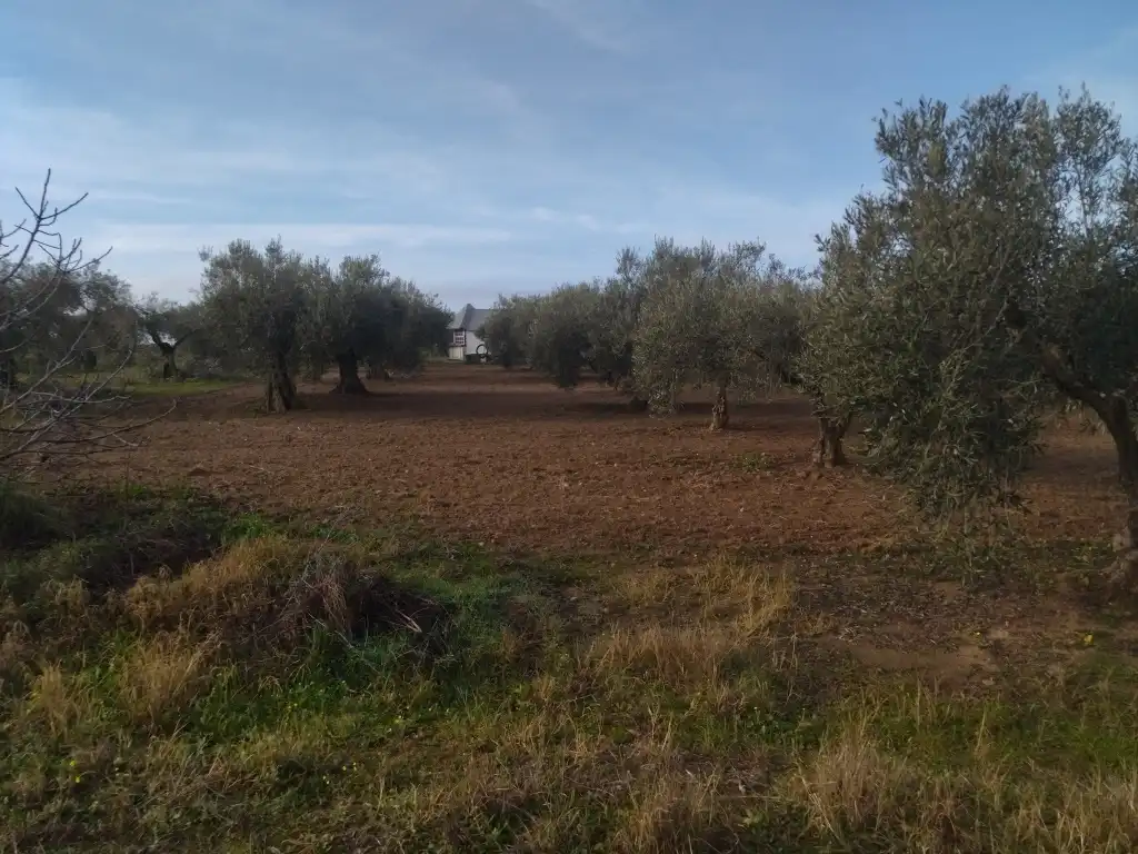 Terrain rustique à vendre à Don Benito, imagen 7
