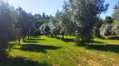 BATEA, (TARRAGONA), FINCA DE 7,5 HECTÁREAS CON ALMENDROS Y OLIVOS EN PRODUCCIÓN.., immagine 2