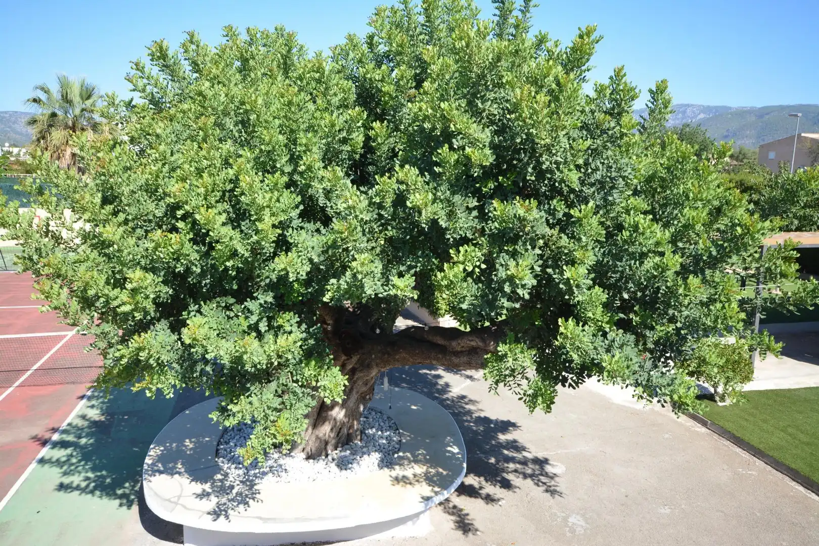 Jardí de Casa o xalet en venda en Marratxí amb Aire condicionat, Calefacció i Jardí privat