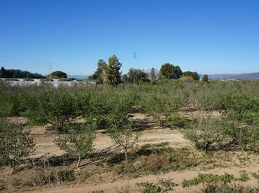 Terrenys i solars en venda a Planes del Roquis