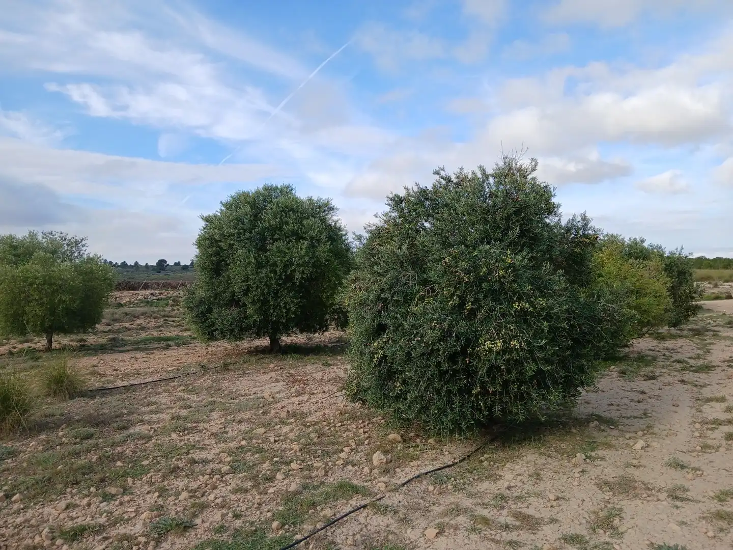 Residential land for sale in Yecla