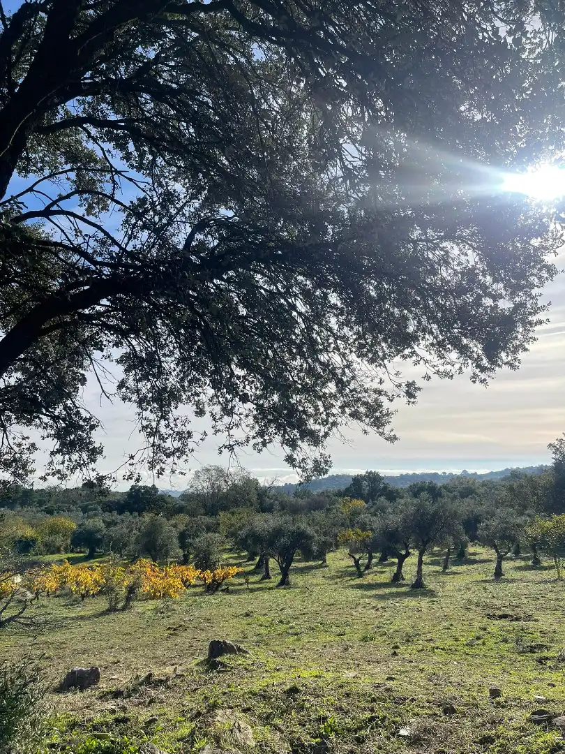 Vista exterior de Casa o chalet en venta en Plasencia con Jardín privado y Amueblado