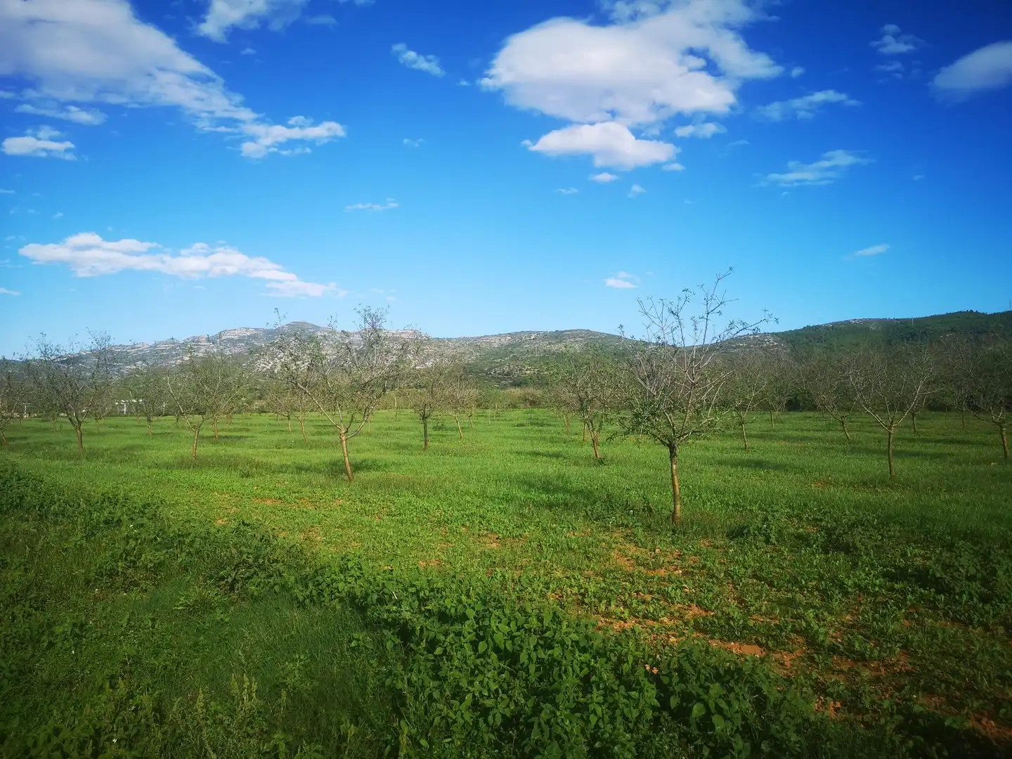 Terreno rustico in vendita a Ulldecona, imagen 27