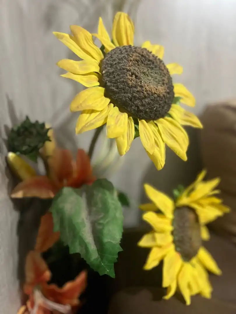 Jardín de Estudio en venta en Pals con Aire acondicionado, Jardín privado y Terraza
