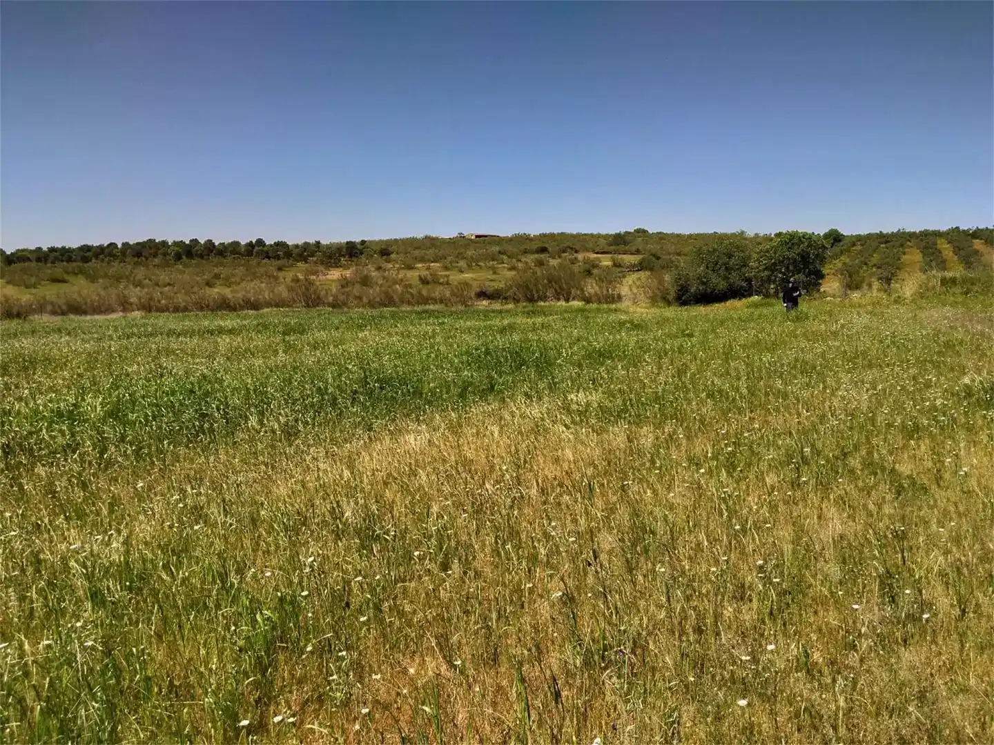 Grundstücke zum Verkauf in Calzadilla
